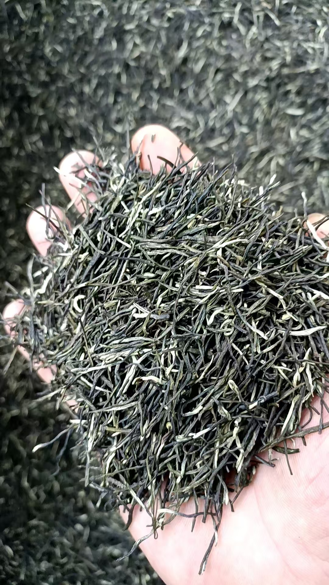 A18昭平雨前松针新茶茶叶高山云雾新茶高山绿茶新茶2025新茶