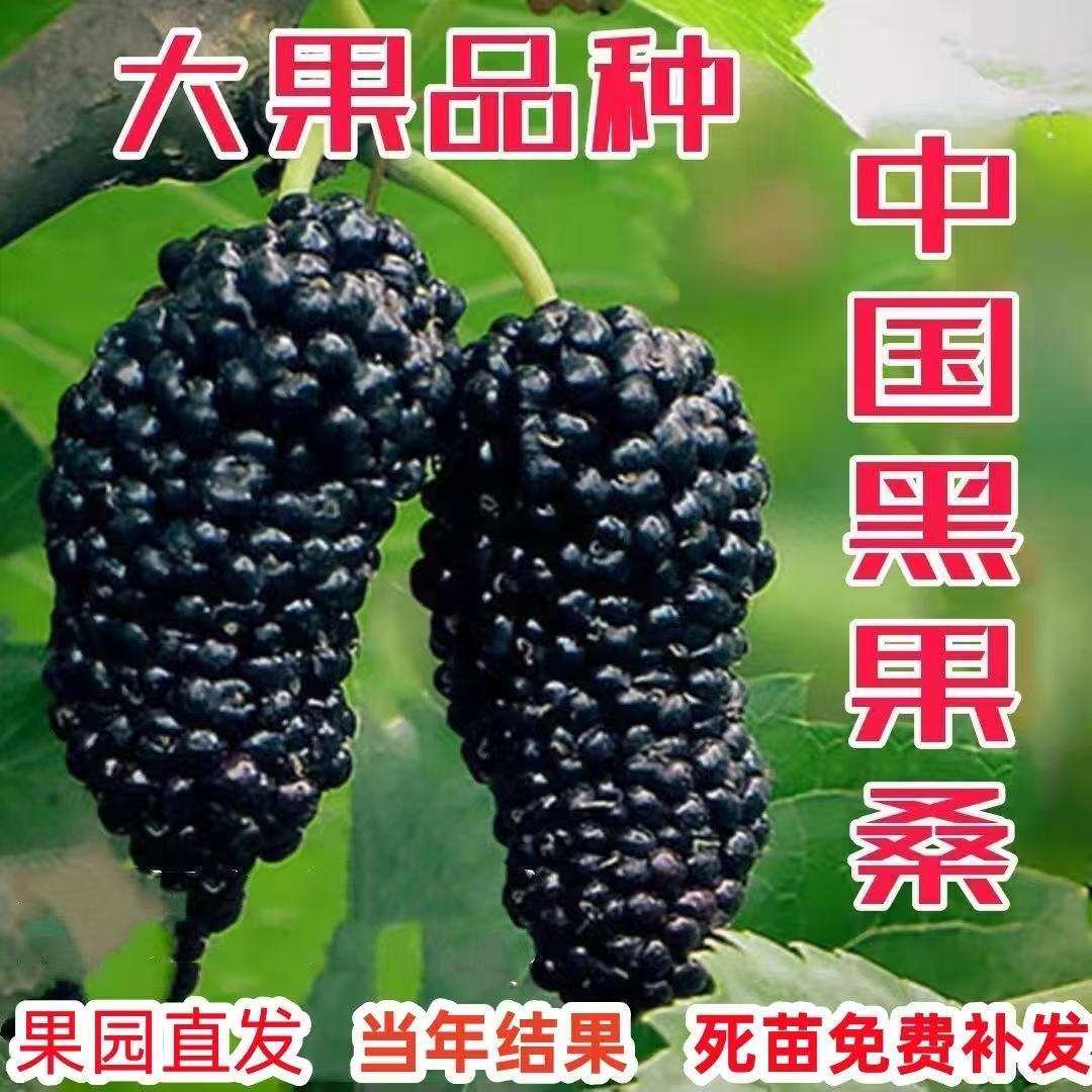 庭院庭院盆栽地栽台湾四季长果桑水果桑树十大果桑葚树苗当年结果