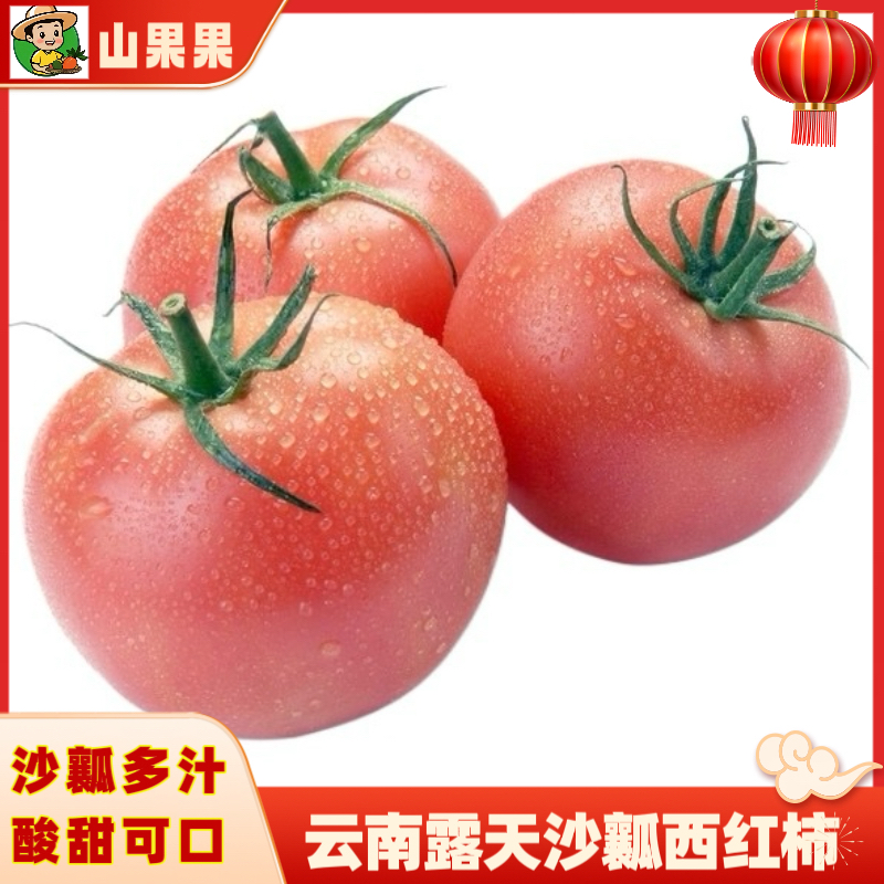 云南高原露天沙瓤西红柿自然熟番茄酸甜多汁应季新鲜水果可生吃