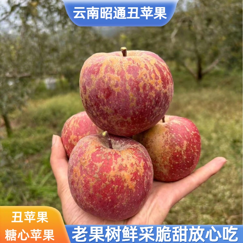 正宗【丑苹果】云南昭通红富士冰糖心苹果高山高山原产地新鲜现摘发