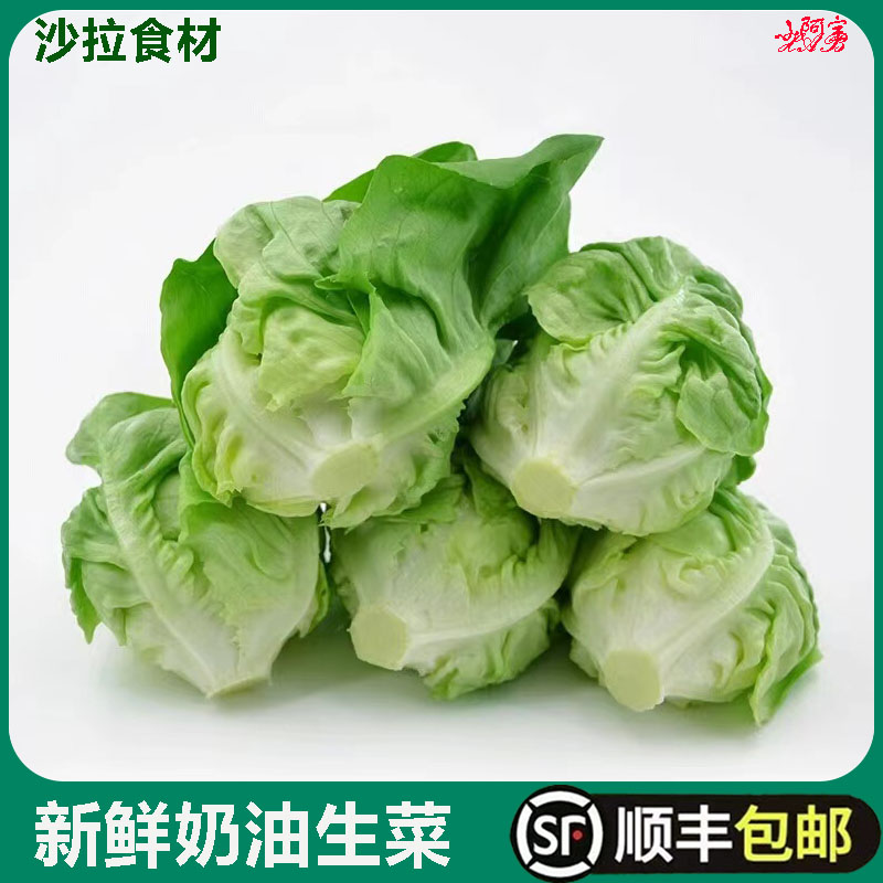 新鲜奶油生菜牛油生菜沙拉蔬菜食材波士顿生菜轻食西餐配菜生吃