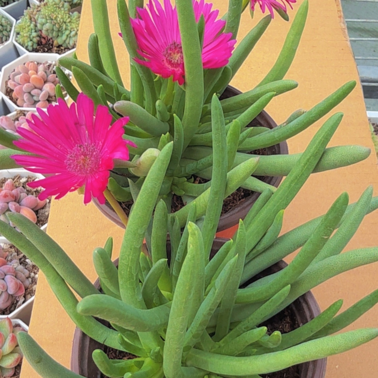 多肉奔龙两颗（满12.9包邮）