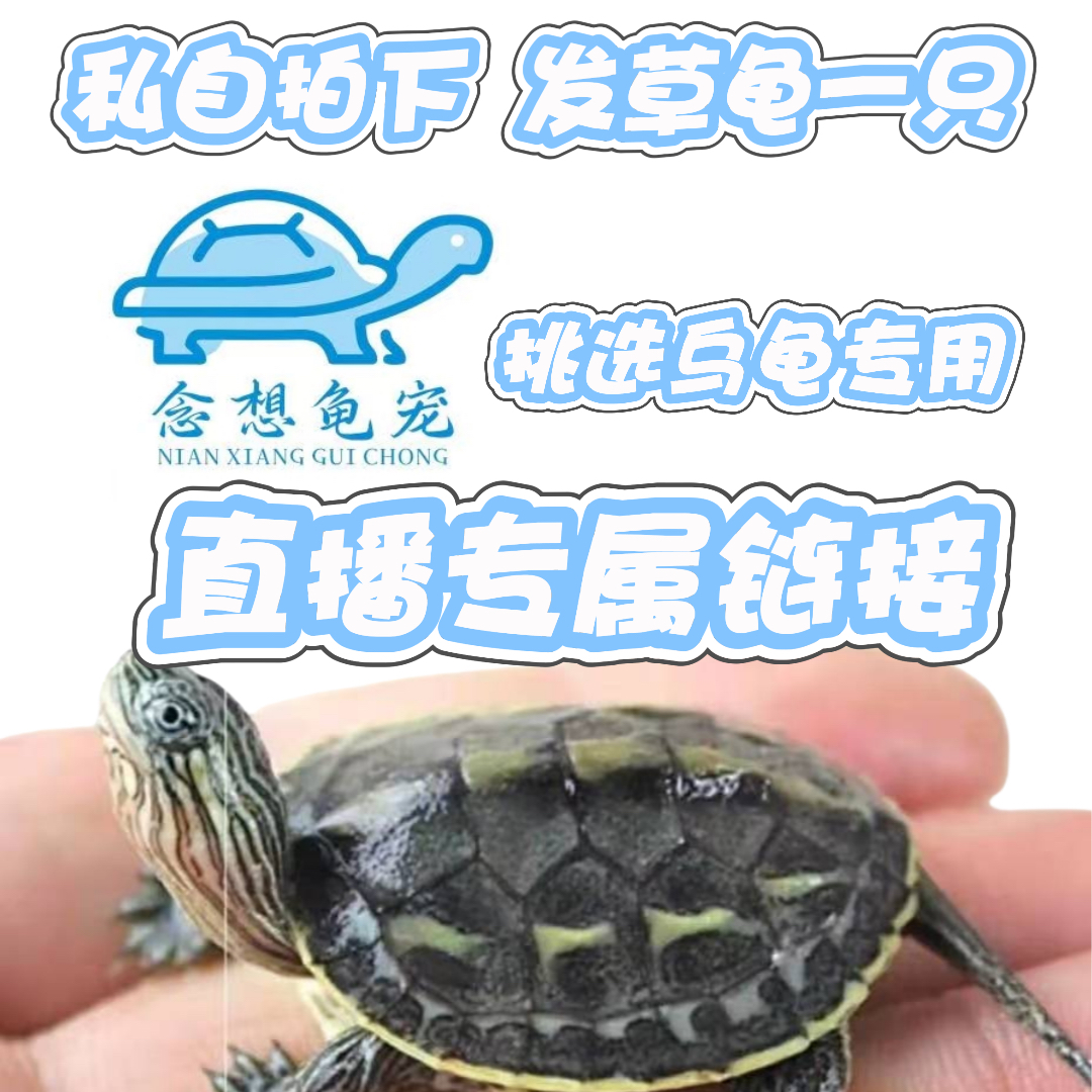 直播间 --链接 直播选龟 自由搭配多个品种 下单备注