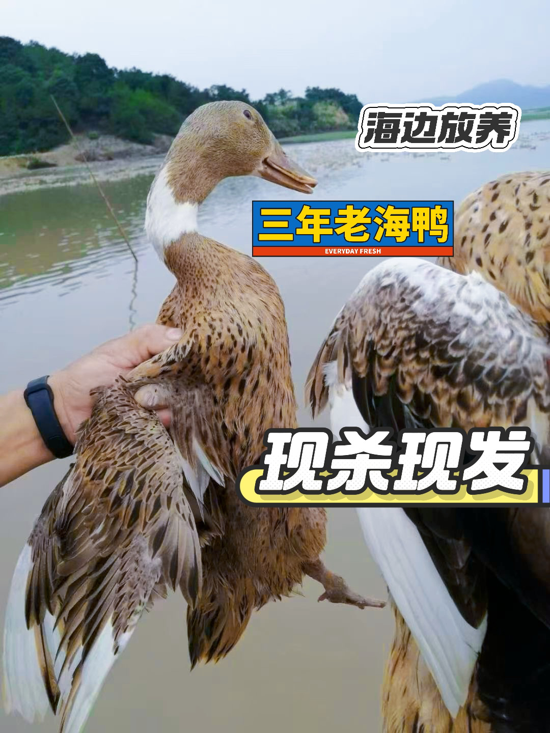 浙江石浦海边放养3年老海鸭现杀现发1250g/只白切鸭