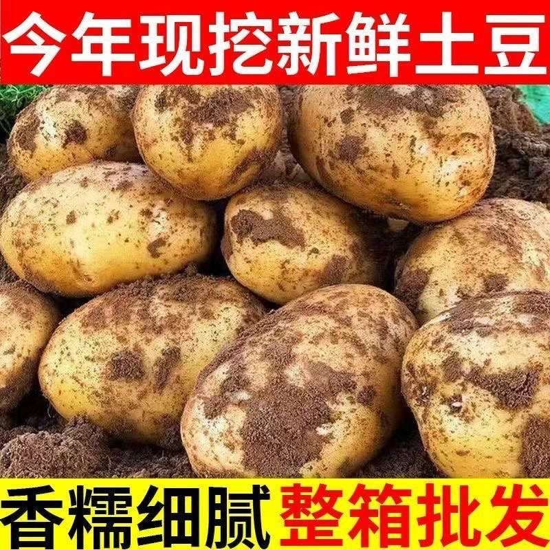 贵州新土豆新洋芋黄皮黄心黄肉土豆软糯洋芋马铃薯当季蔬菜