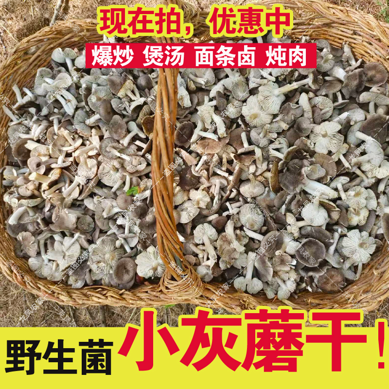 【新货】小灰蘑野生小草蘑小灰蘑菇承德特产蘑菇菌干货爆炒做汤炖鸡