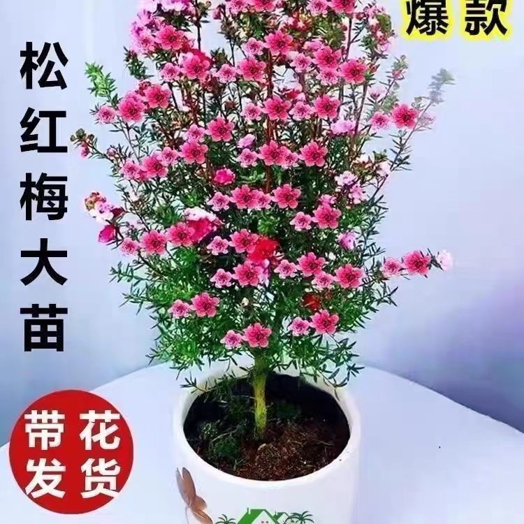 松红梅盆栽花卉带花苞耐寒绿植室内外花卉阳台开花秋冬季客厅庭院