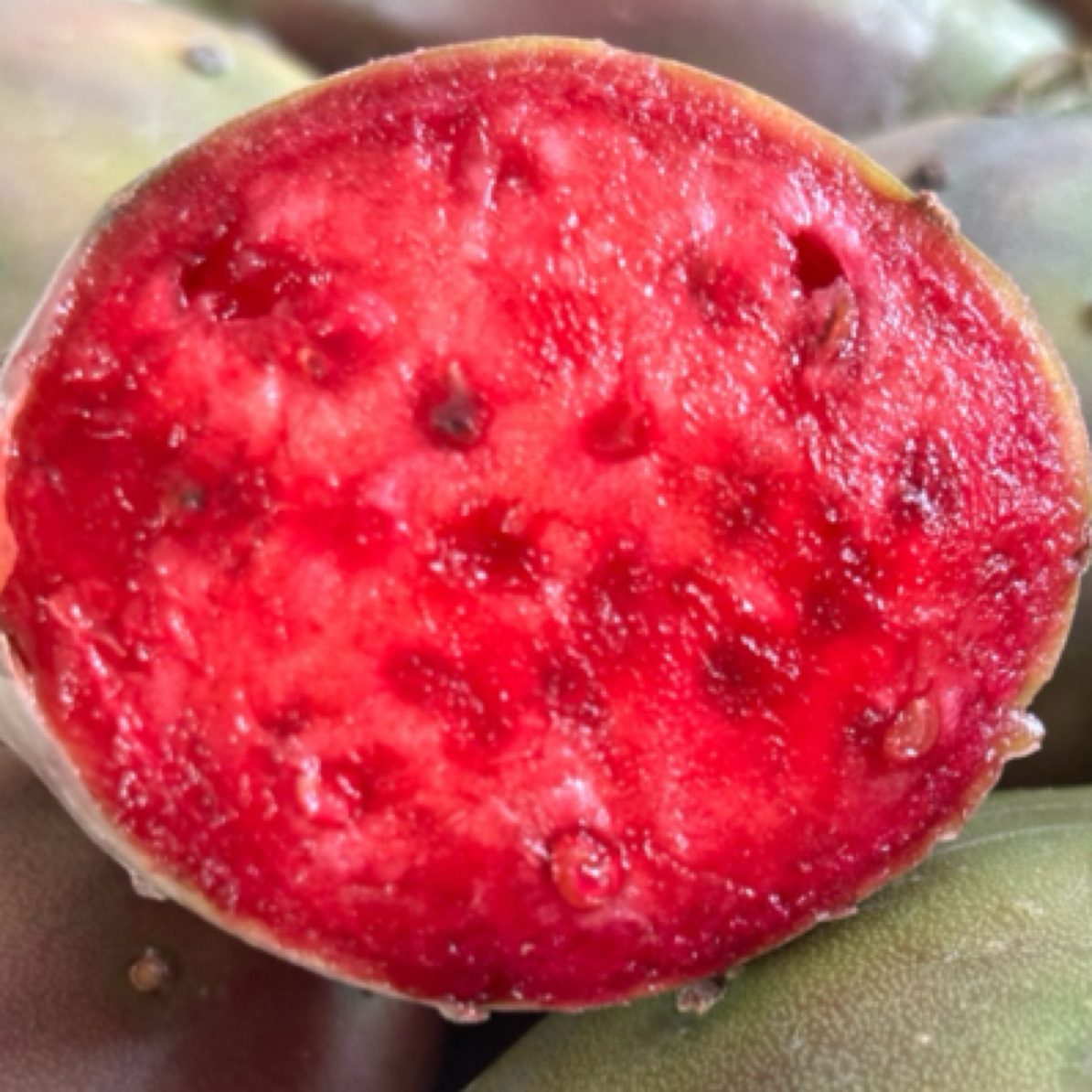 仙人掌种植片云钻红果