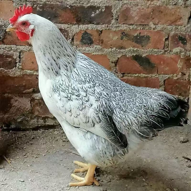 长尾白芦花宠物鸡10只（活的包邮到家）