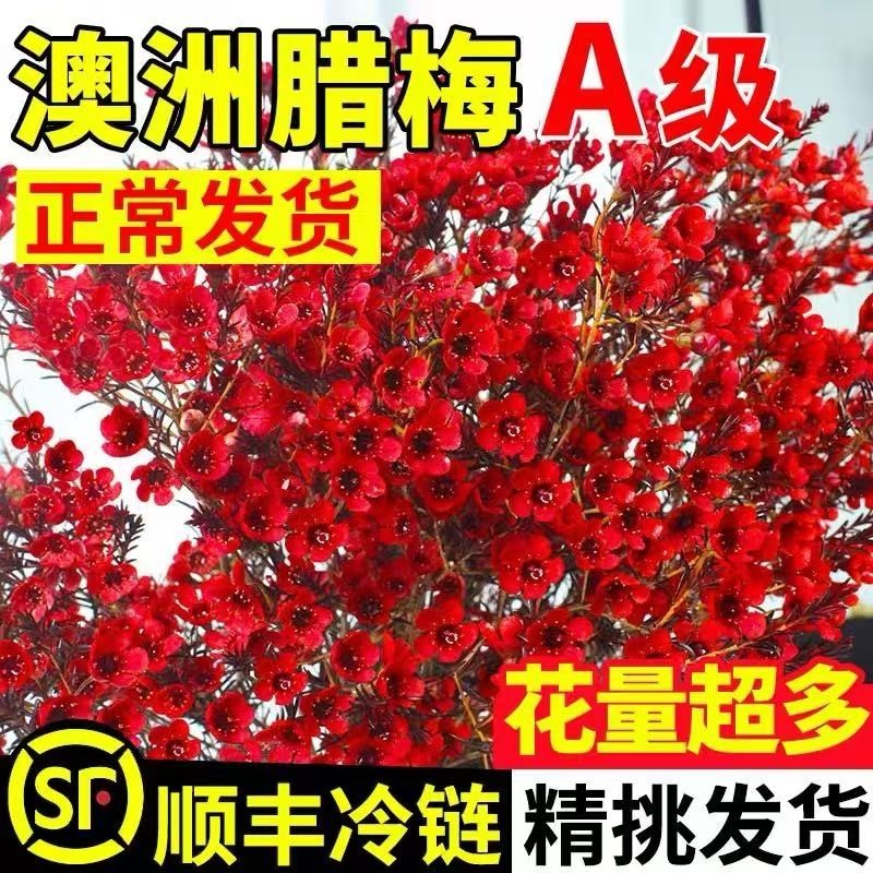 澳洲腊梅鲜花水培鲜枝干枝真花年宵花卉室内过年花冬季蜡梅鲜切花