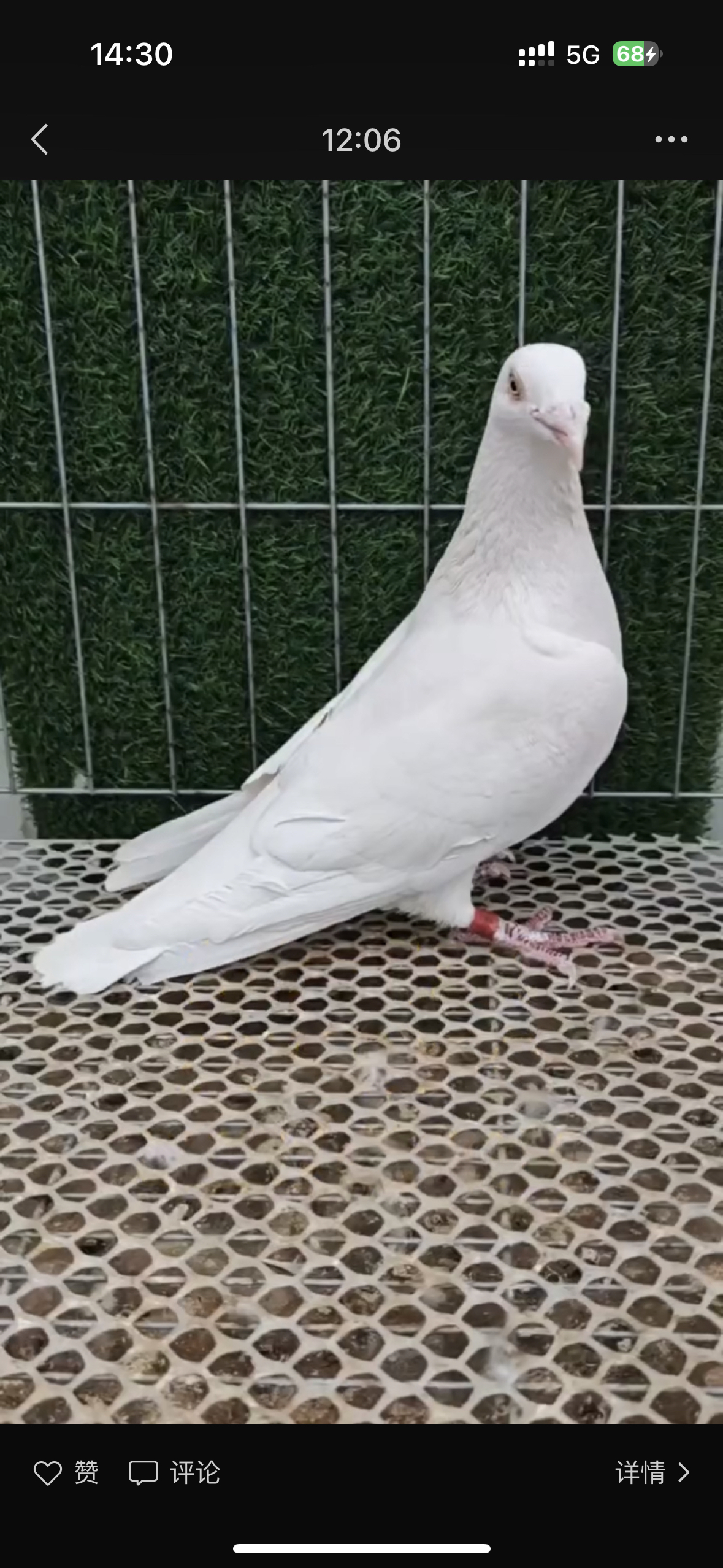 散养肉鸽青年活物落地王观赏鸽纯种繁殖杂色鸽子