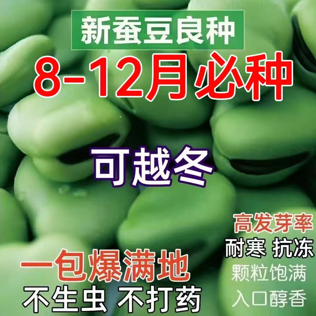 蚕豆种子北斗七星特大高产罗汉豆种籽春秋冬季播种早熟耐寒胡豆籽