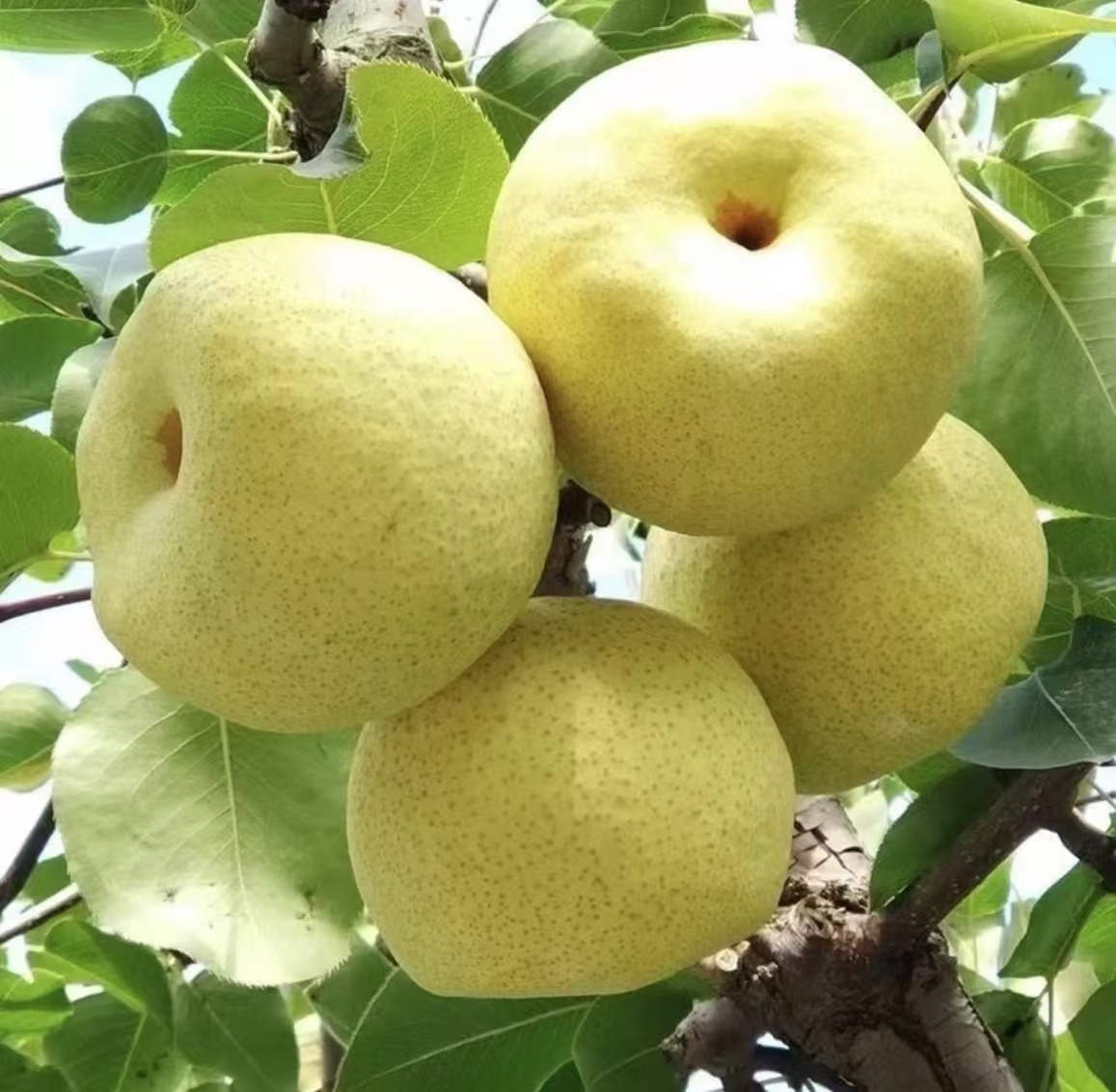 【安徽砀山】现摘现发正宗砀山酥梨新鲜当季水果脆甜多汁皮薄爽口