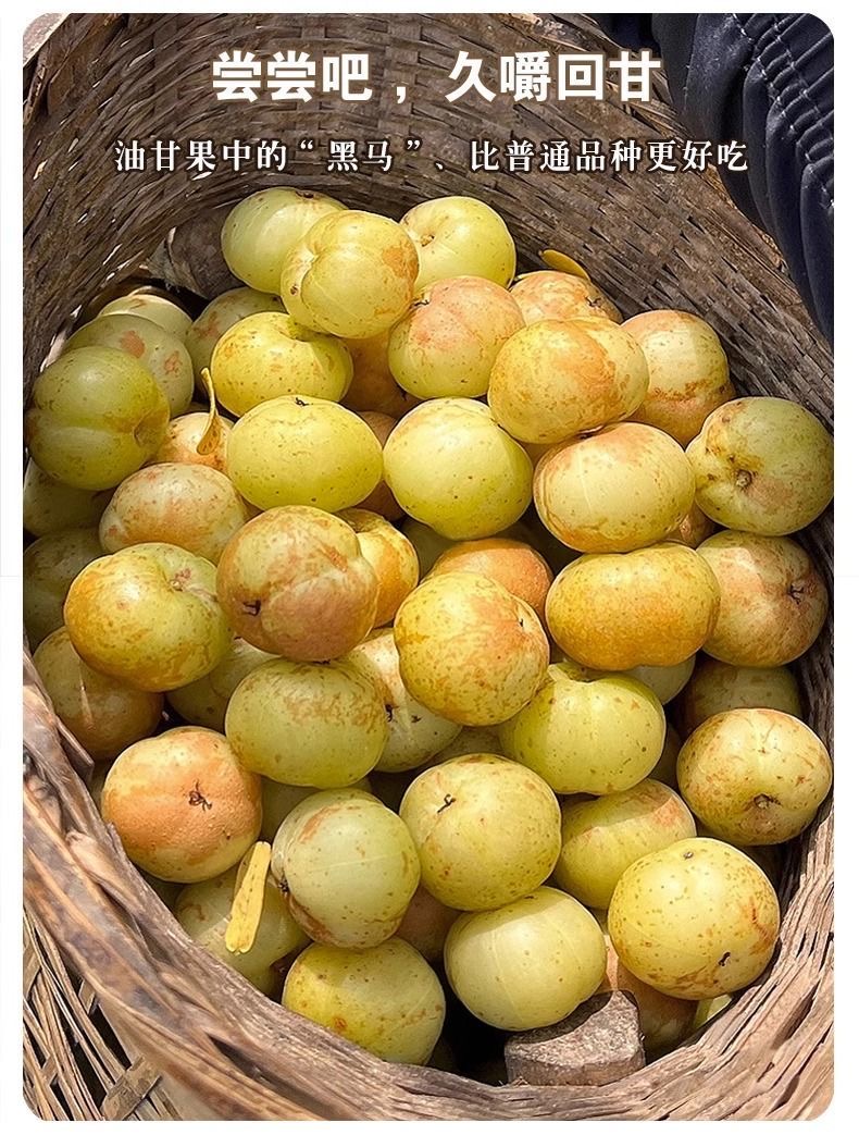 新鲜采摘5斤油甘果牛甘子余甘果油柑油干果滇橄榄孕妇酸水果包邮