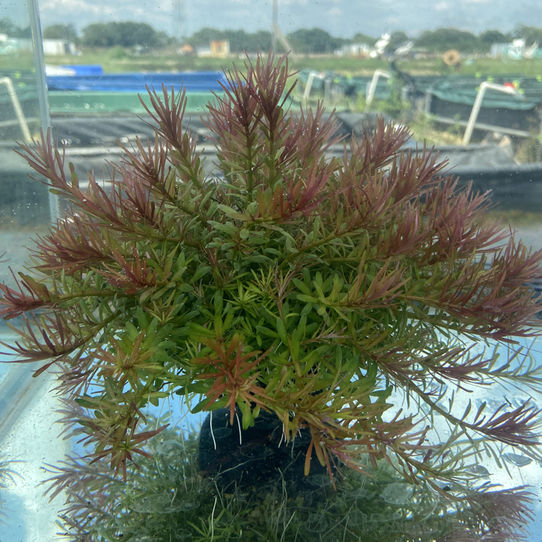 【高密度】十字牛顿坨草鱼缸造景净水增氧新手养殖入缸成景淡水水草