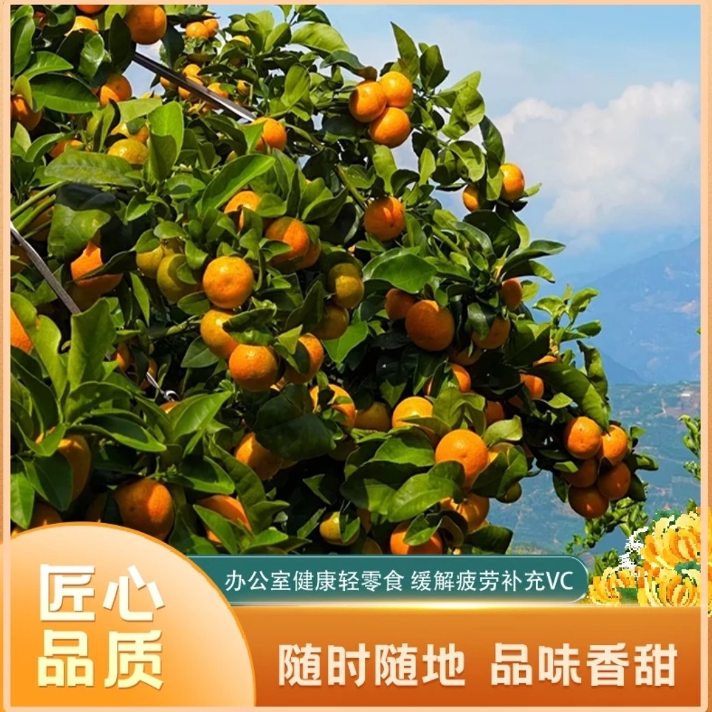 湖南沅江农家自种沙糖桔新鲜应季水果现采现发