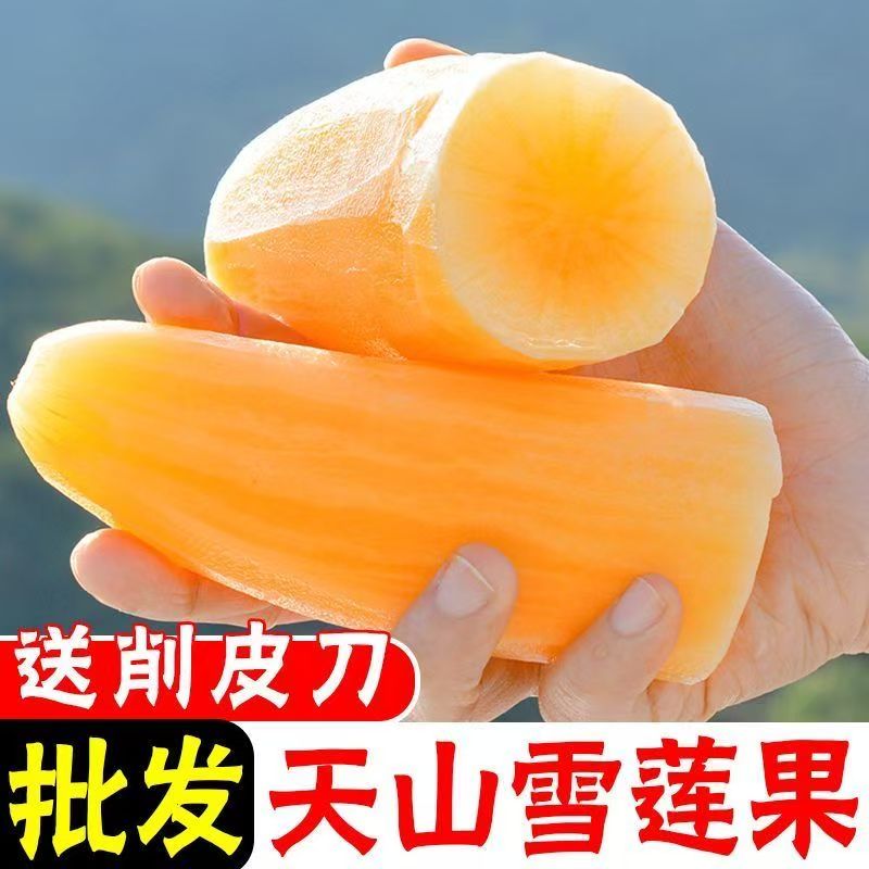 【基地直发】云南天山雪莲果清甜脆爽多汁黄心新鲜应季水果现挖