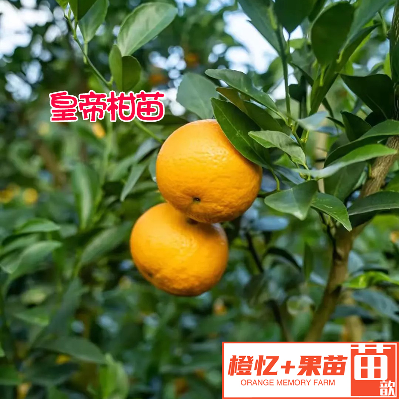 柑橘苗：皇帝柑大雁苗丨盆栽绿植地栽均可栽种【几乎无酸品种】果树