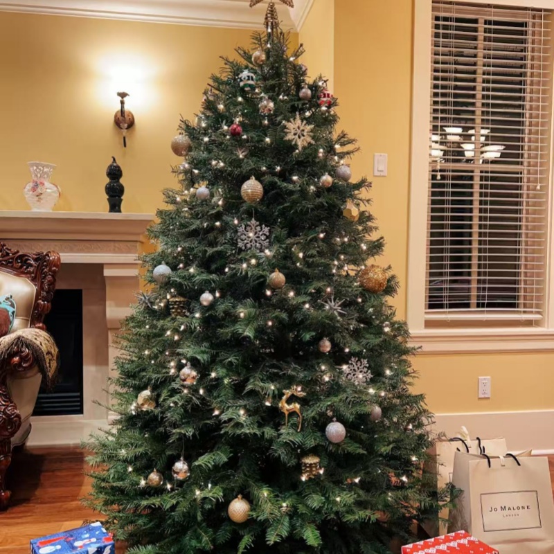 真的圣诞树绿植客厅真树大型小型云杉盆栽真正活的松树诺贝松