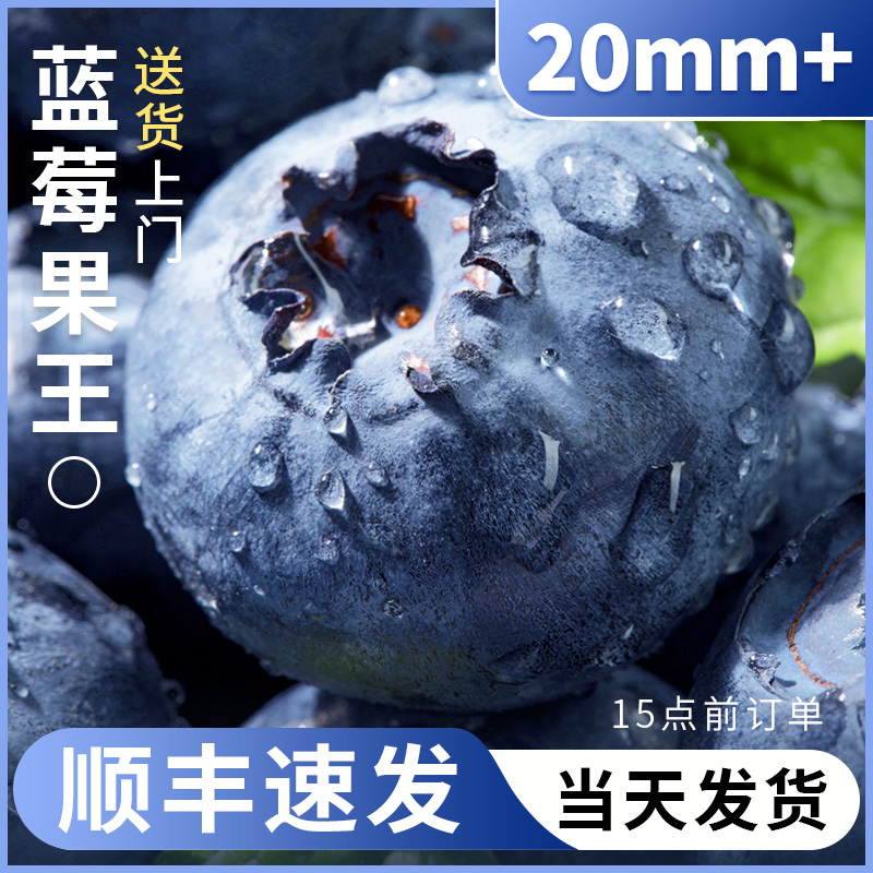正宗丹东蓝莓特大果新鲜水果孕妇云南蓝莓葡萄鲜果产地顺丰直发