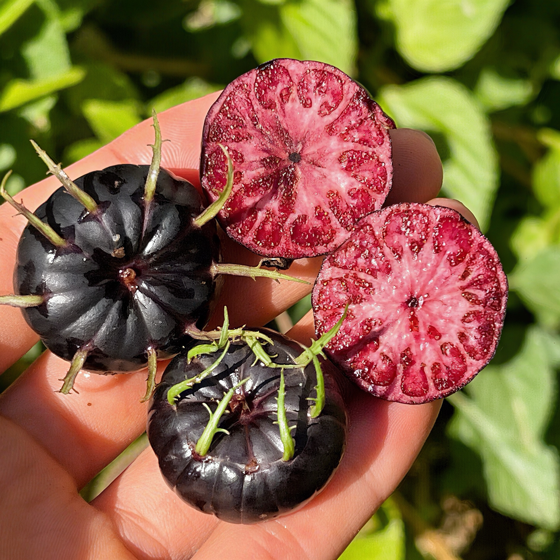 【顺丰包邮】高山种植云南红果参新鲜现摘当季蜘蛛果产地直发