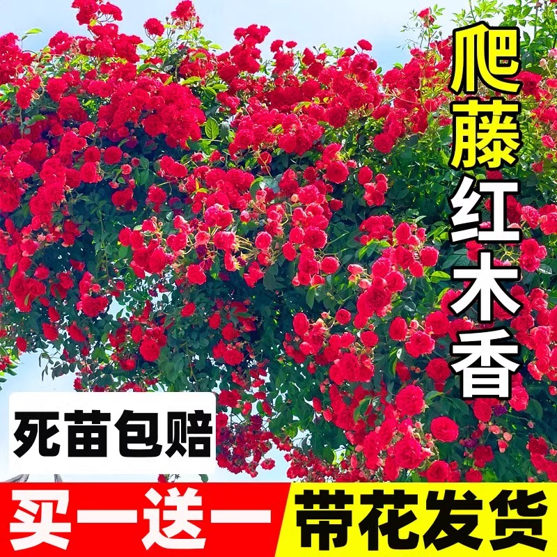 红木香花苗爬藤植物四季开花耐寒好养浓香黄木香庭院蔷薇花卉盆栽