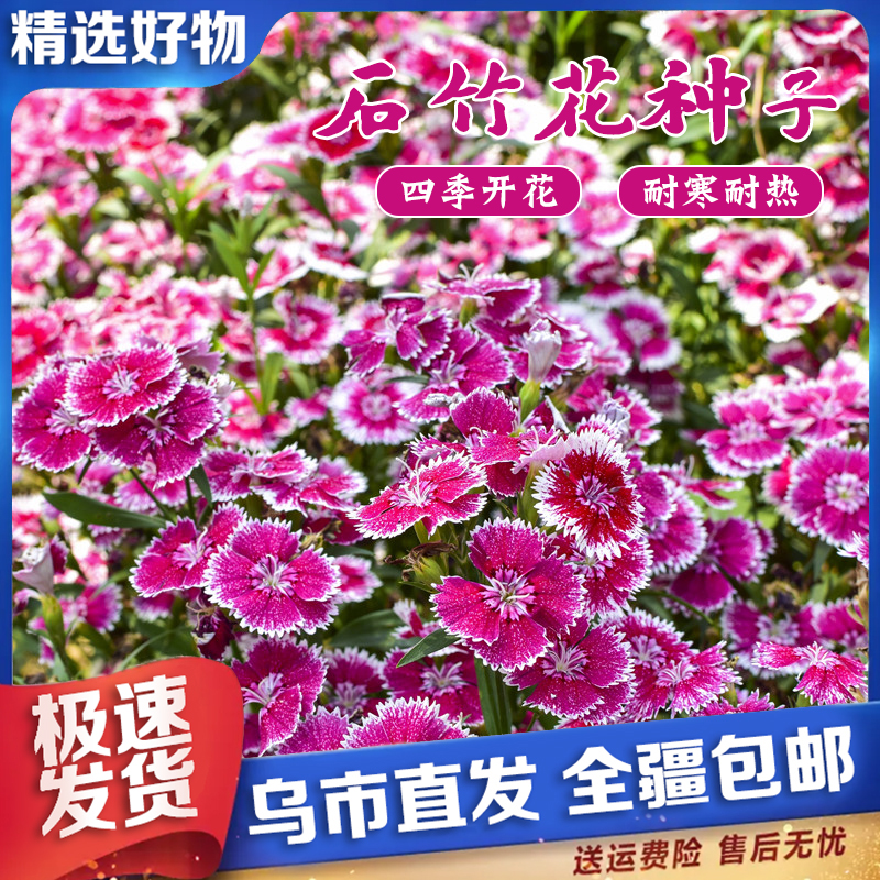 【新疆包邮】1000粒多年生欧五彩石石竹花种籽子竹四季开花播种室外
