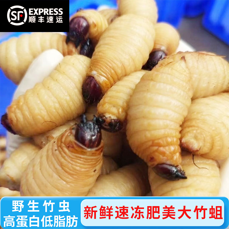 烧烤鲜活正宗特级肥大竹虫高蛋白原生竹笋蛆昆虫冷冻油炸椰子虫