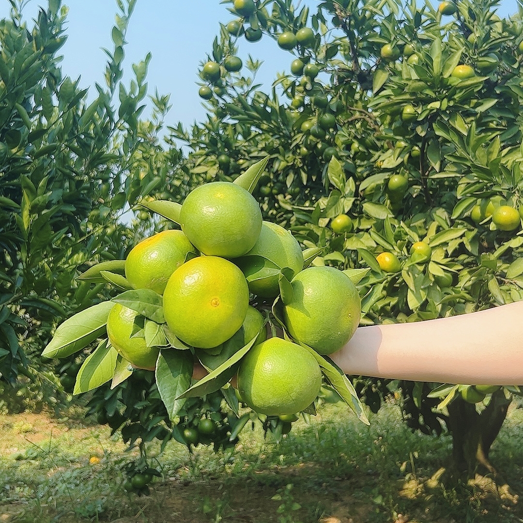 桔子桔子正宗宜昌柑橘无籽新鲜蜜桔当季节现摘酸甜孕妇蜜橘子水果