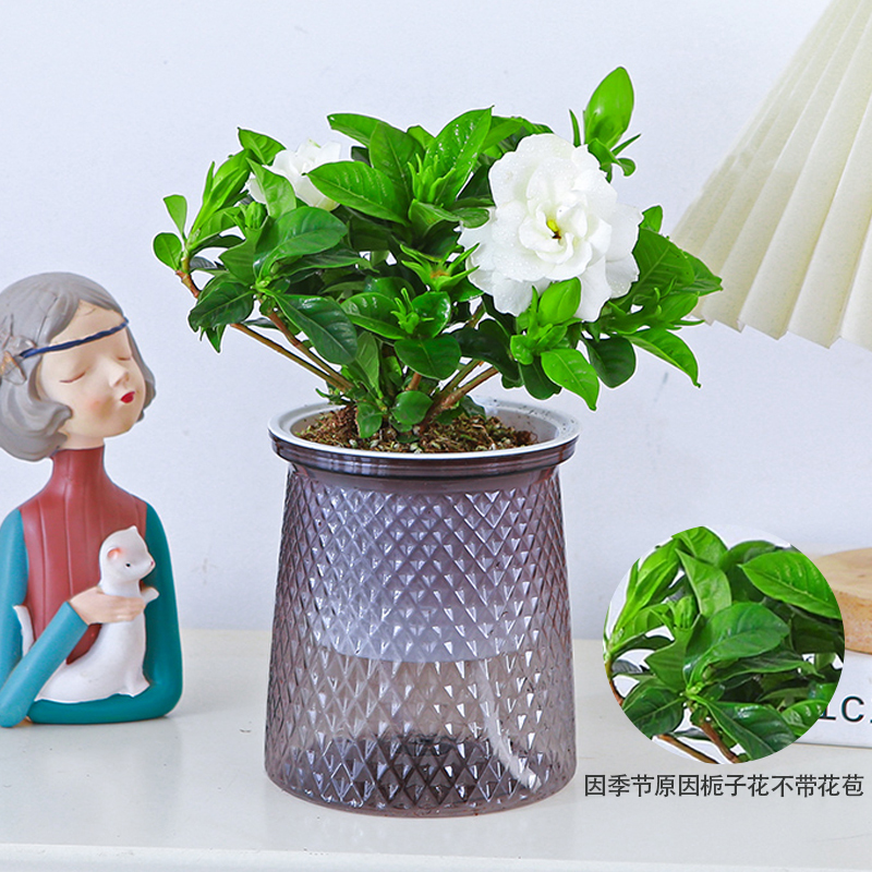 【花伴水】栀子花开花植物浓香室内室外阳台好养易活无花苞