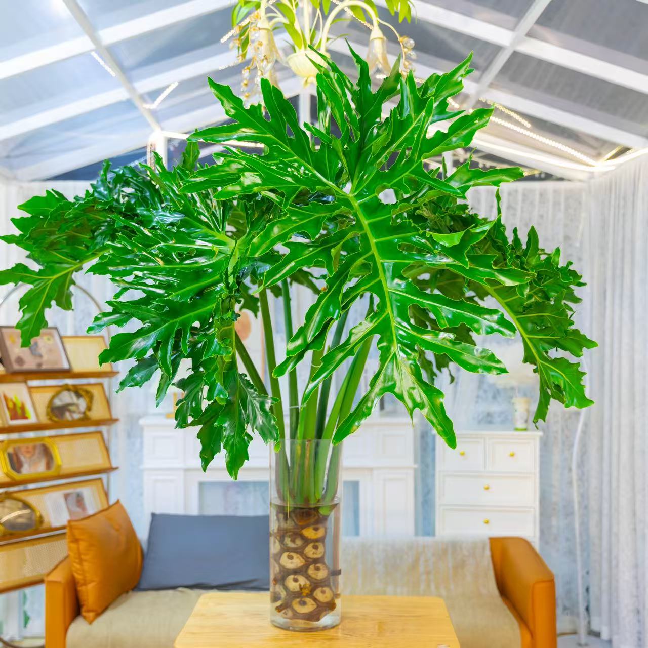 【巨无霸1.4-1.7米】【顺丰送货上门】龙鳞春羽室内大型绿植净化空气