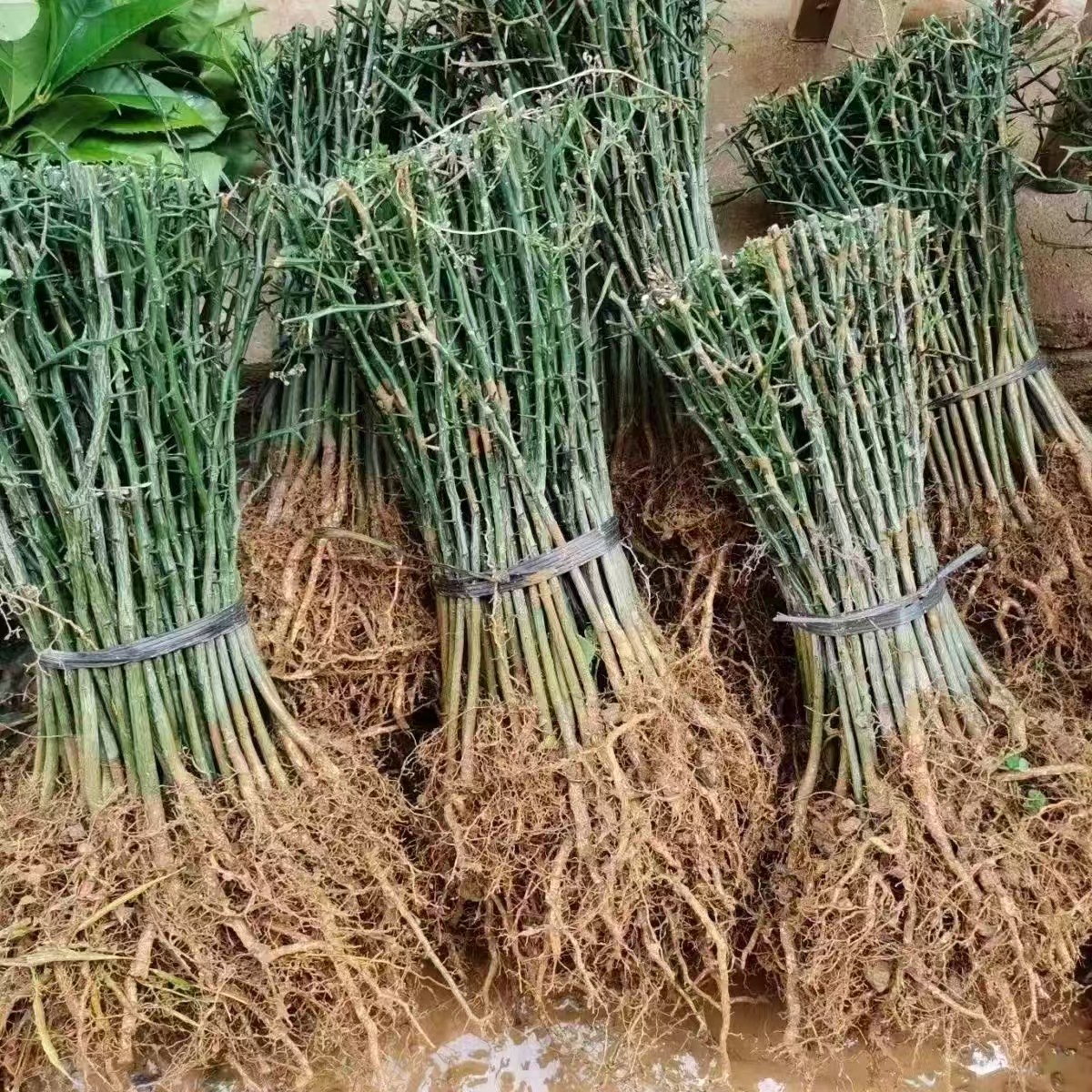 优质枳壳芽苗砧木直生苗实生苗可用于庭院篱笆枸橘树嫁接果苗盆栽