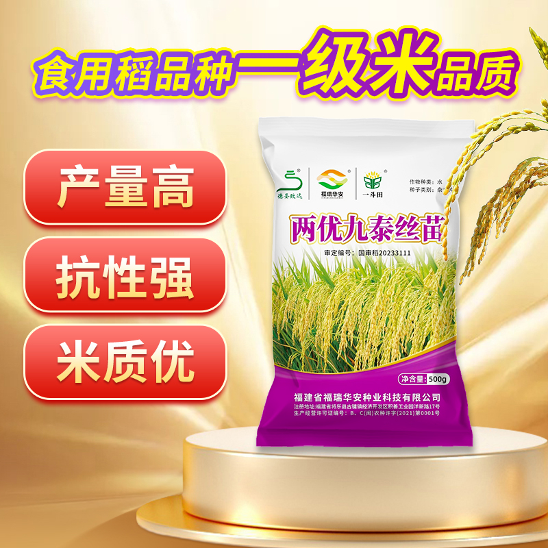 高产水稻种购买两优九泰丝苗国审一级米质穗大粒多分蘖强抗倒伏