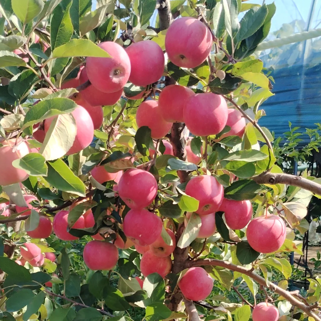 乐淇苹果树苗 根系发达 苗木粗壮 品种保真 诚信经营