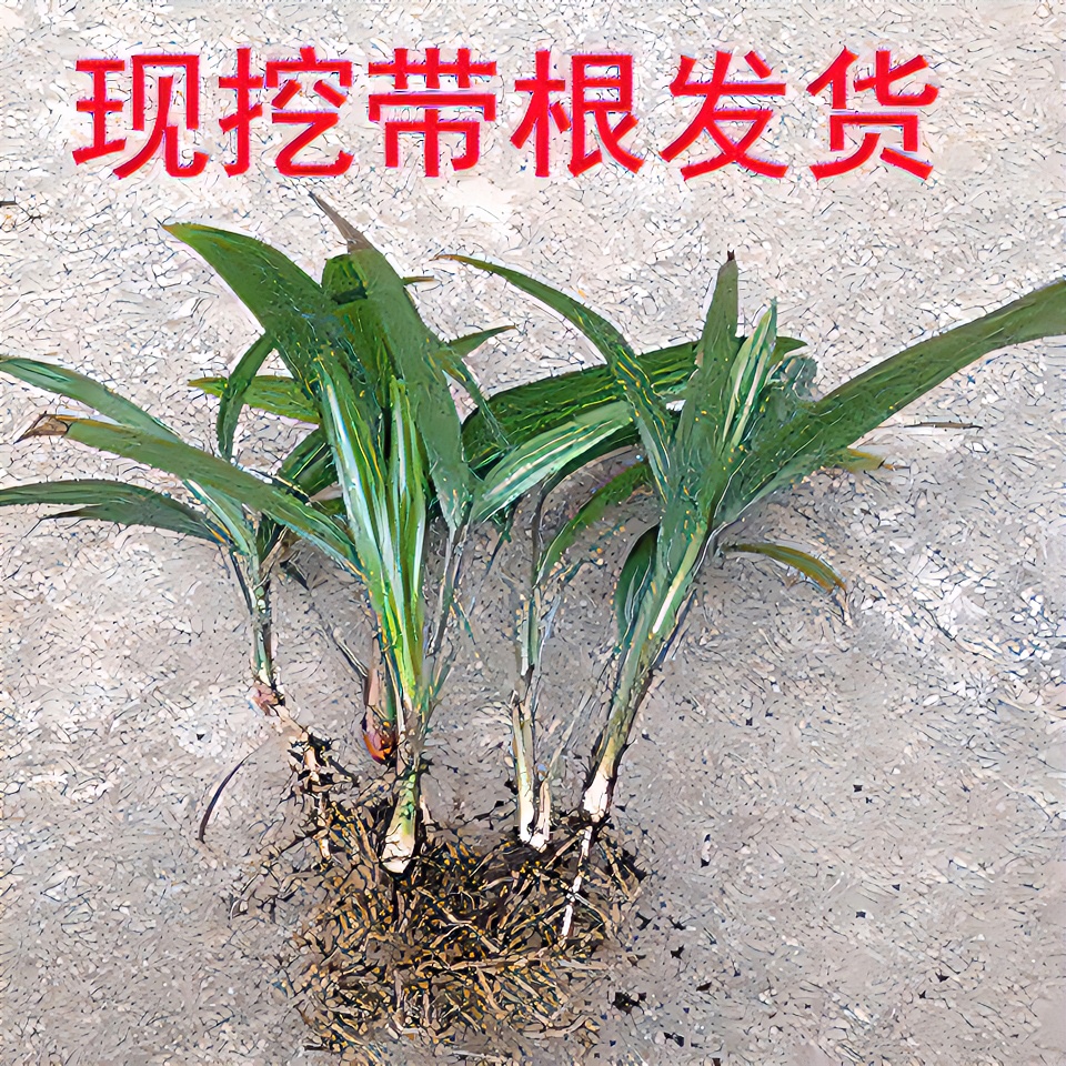 棕榈树棕树苗盆栽苗庭院室内外风景绿化苗四季常青现挖发货