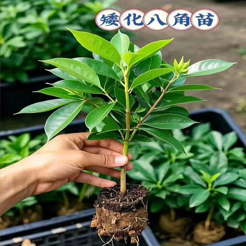 正宗八角树苗广西罗马嫁接八角苗大红八角东荣八角苗无刺带土带叶