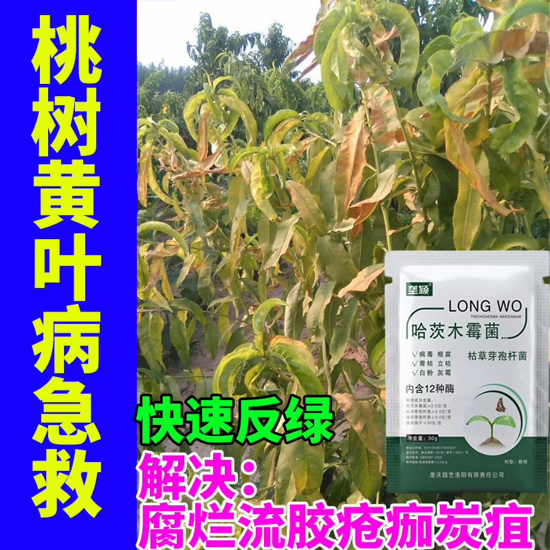 桃树黄叶病专用肥料桃树黄化掉叶落花落果叶斑叶枯灰霉急救水溶肥