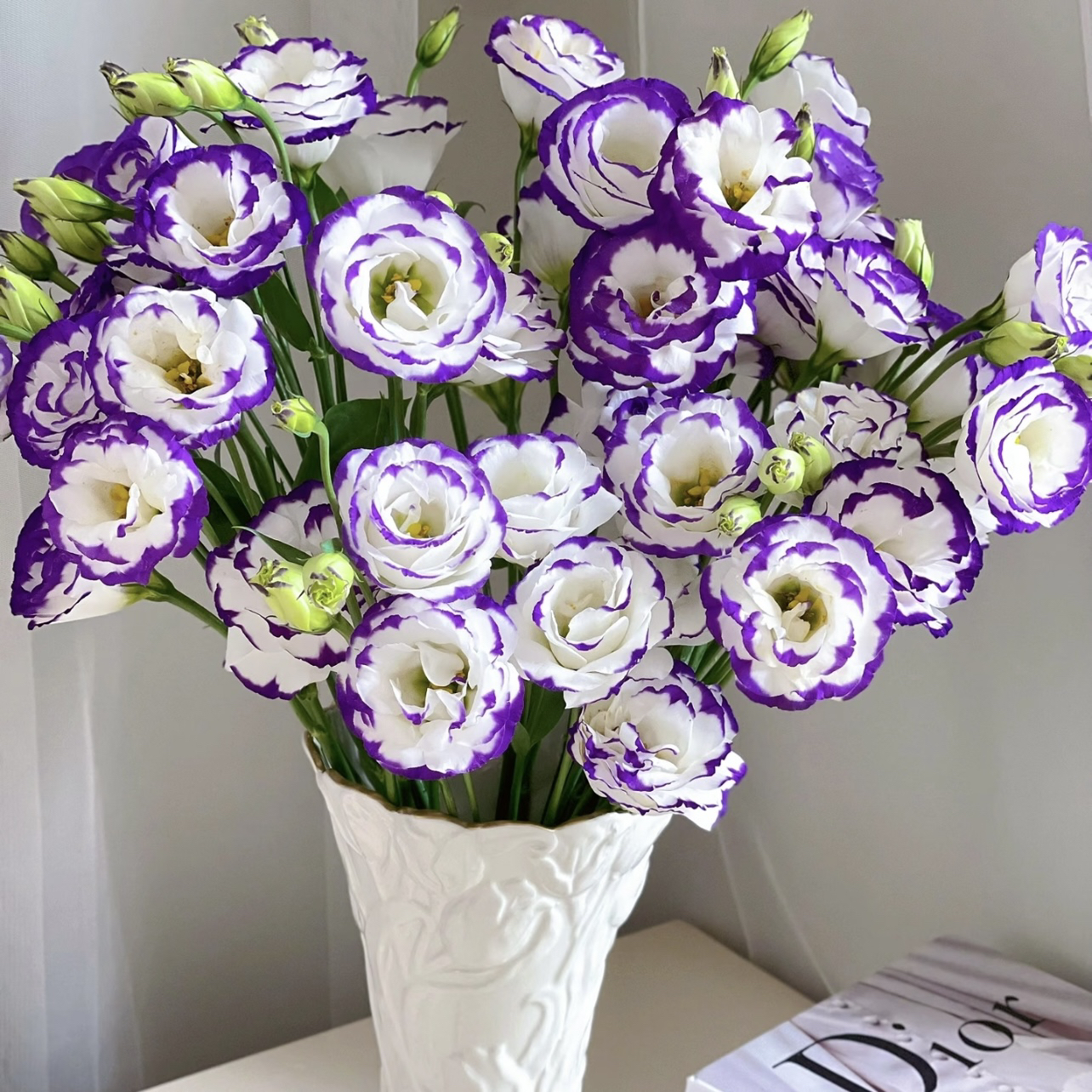 雁潮洋桔梗盆栽庭院阳台爆花强花卉新手易养护