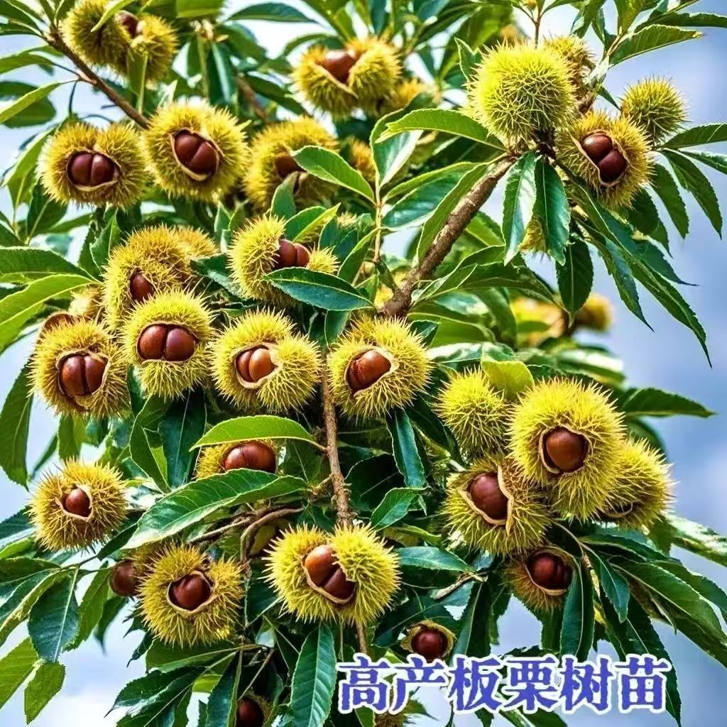 嫁接板栗树苗大红袍栗子苗南方北方地栽种植花园植物