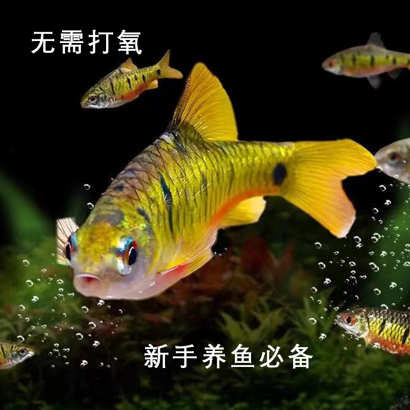 红腹条纹小鲃观赏鱼冷水新手养鱼群游小鱼清洁冷水鱼混养彩虹条纹
