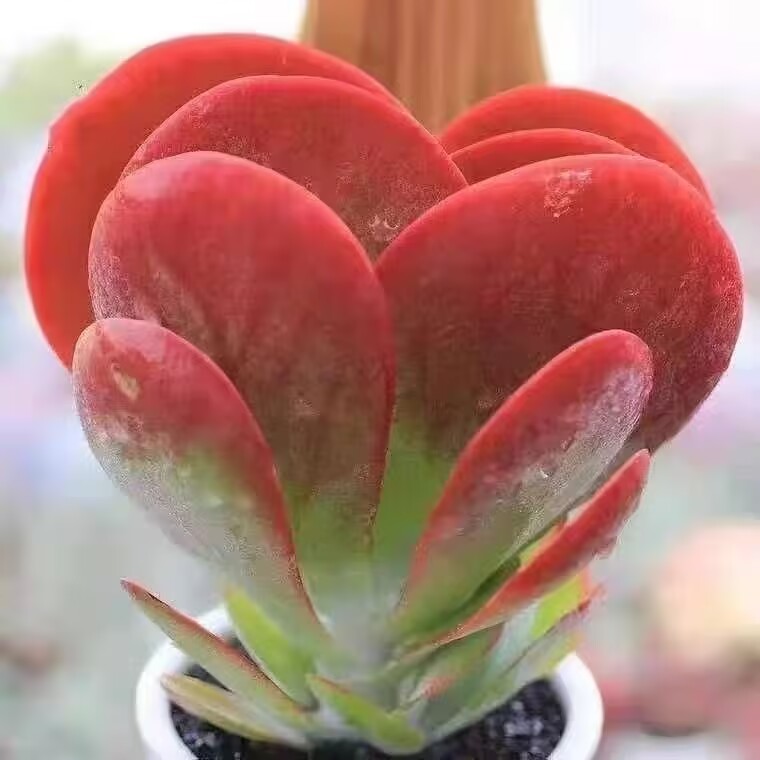 孔雀唐印多肉植物美观懒人四季植物办公室桌面盆景阳台绿植花卉