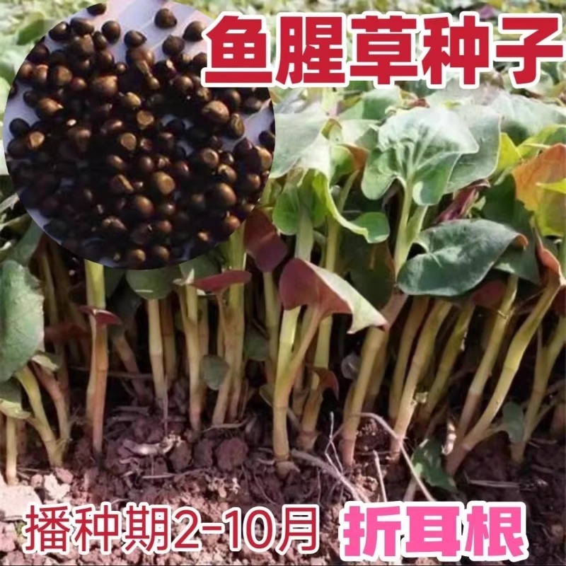 鱼腥草种子 种籽折耳根种根种苗新鲜盆栽四季贵州云南四川