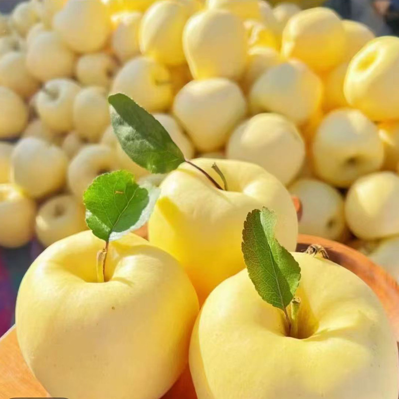 【新果上市】2025头茬奶油富士烟台苹果脆甜新鲜带箱5斤果园直发