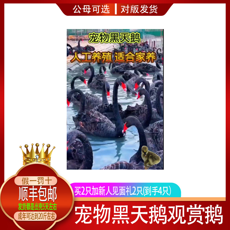 【出壳5天】宠物黑天鹅好养易活听话