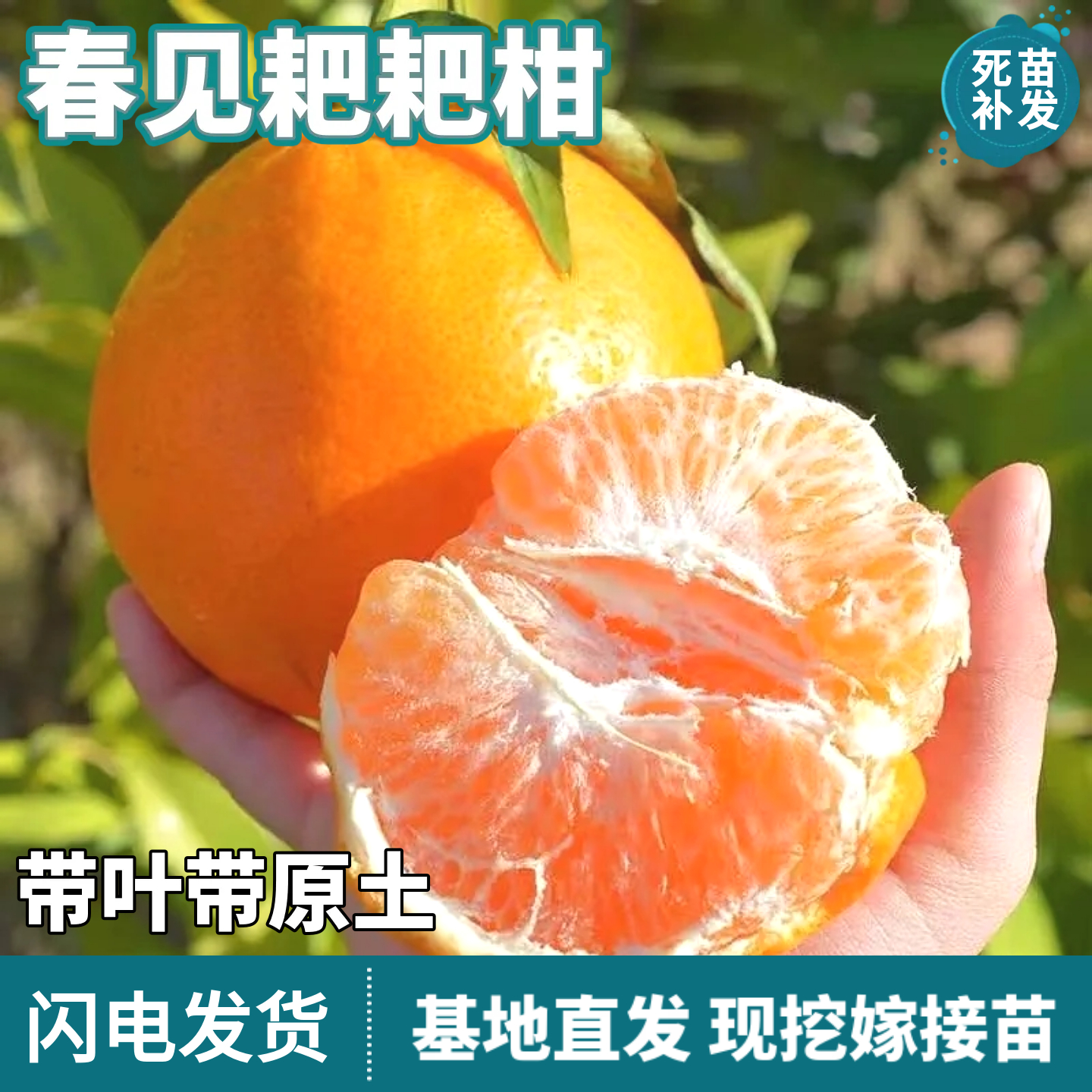 春见耙耙柑桔子苗树南北方地栽嫁接橘子盆栽树苗超甜爽口当年结果