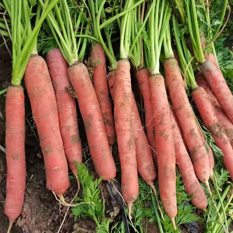 甘肃沙地胡萝卜新鲜蔬菜水果胡萝红萝卜生吃红萝卜当季蔬菜水萝卜