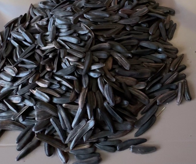 易县良岗瓜子新鲜