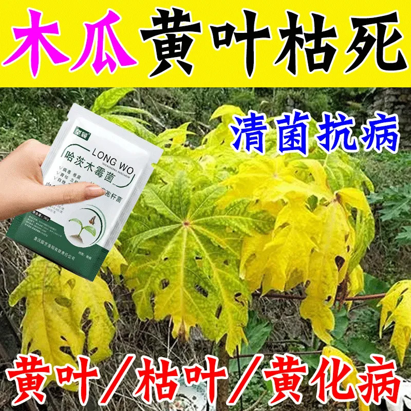 木瓜黄叶病专用微生物肥叶子发黄黑边急救疥疮病褐斑病白粉病肥料