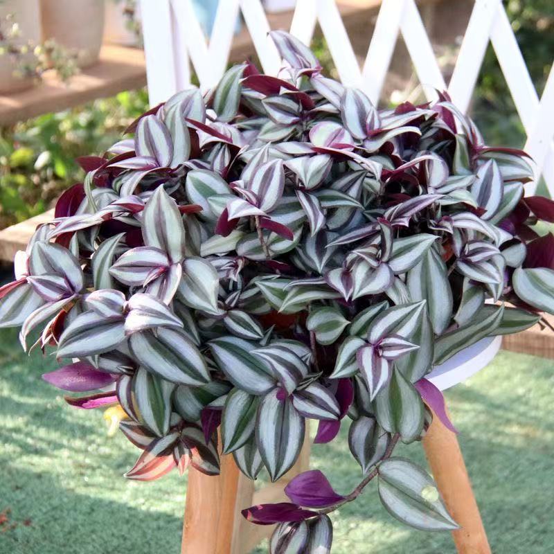 紫叶吊竹梅盆栽花卉绿植垂吊室内桌面客厅好养活小盆栽懒人种植