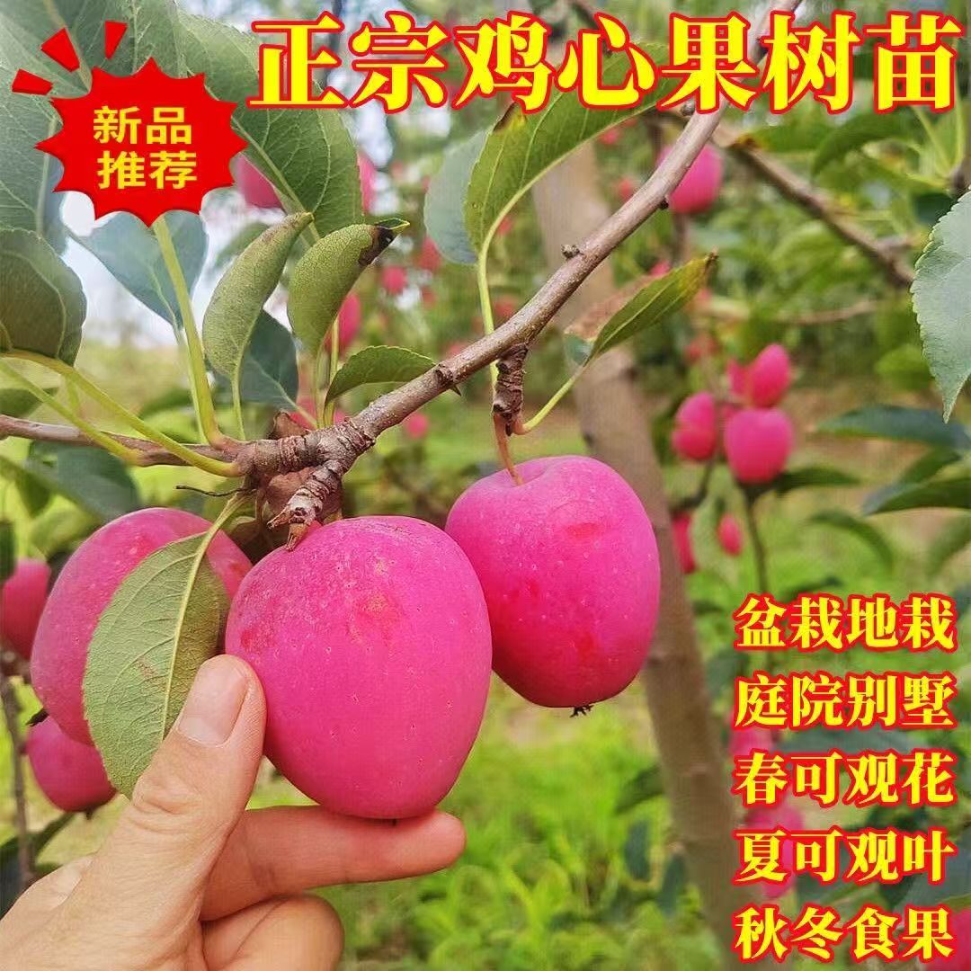 正宗嫁接鸡心果树苗苹果树苗南方北方种植当年结果